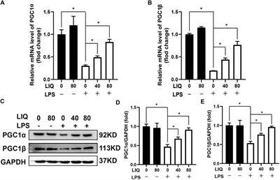 Liquiritin Attenuates Lipopolysaccharides-Induced Cardiomyocyte Injury via an AMP-Activated Protein Kinase-Dependent Signaling Pathway